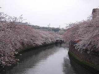 2009大岡川桜.jpg
